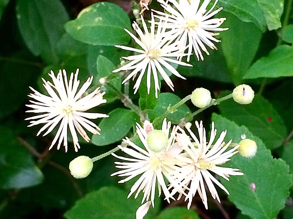 EnandiLucia's tweet photo. Fioriture dell'Universo http://t.co/7BpkVs7N7q