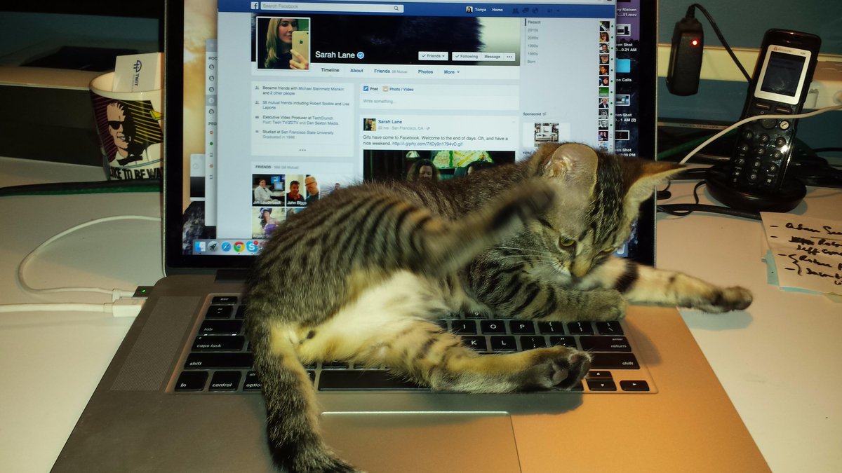 TonyaHallRadio's tweet photo. Looks like @KittenVenom is a @sarahlane fan.  the #Twitten ~ (smart kitten) @InsideTWiT @TechCrunch http://t.co/UIwz8f3bvt