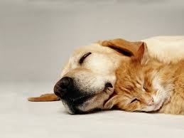 Pawsnclaws4819's tweet photo. Pets getting the loving care they deserve http://t.co/K1A48xLXCe @MidstreamE #holidaycare #love #midstream http://t.co/jtg4l2OYdX