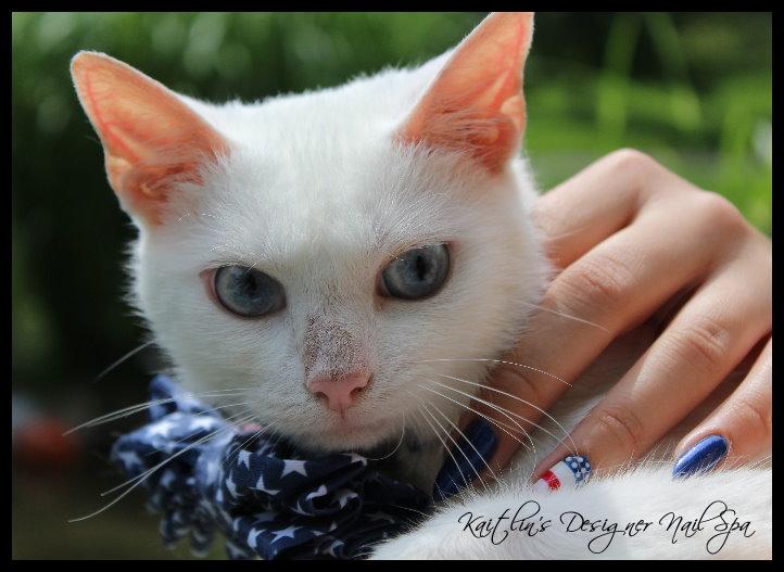 angelsunawares's tweet photo. The 4th is coming up soon.  Get your #claws done! #ManicureMonday #ManiMonday #NailArt #GelManicure #Rescue #Cat http://t.co/0uGZgnAPjs