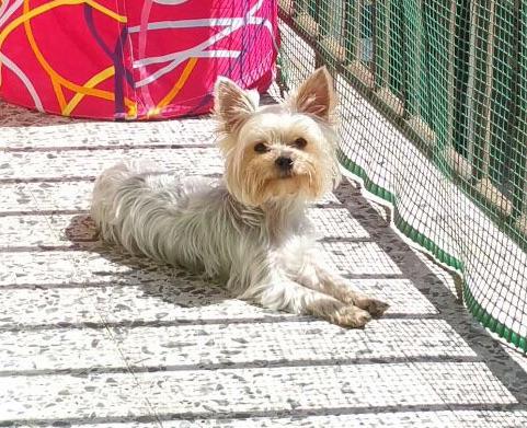 Mara_RockNRoll's tweet photo. Todo lo que tiene de loca lo tiene de bonita 😍😍😍 #Kira #MiLoki http://t.co/cag69O9nz5