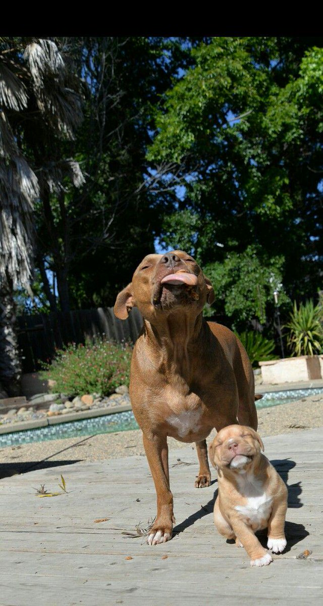 cute summer dogs cutexl.com/image/392-cute…