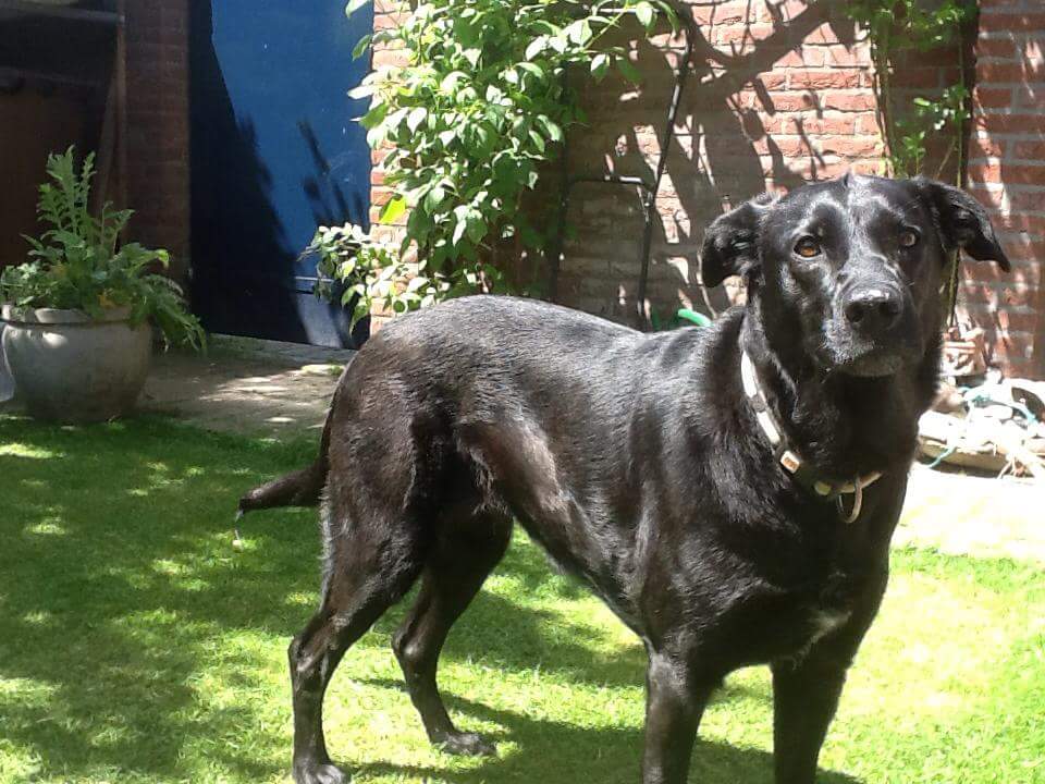 space_kees_'s tweet photo. wijkse volgers: mijn hond is een uur geleden hysterisch weggelopen voor een luchtballon En nu kwijt. Pls rt :( http://t.co/RId7gCwi7O