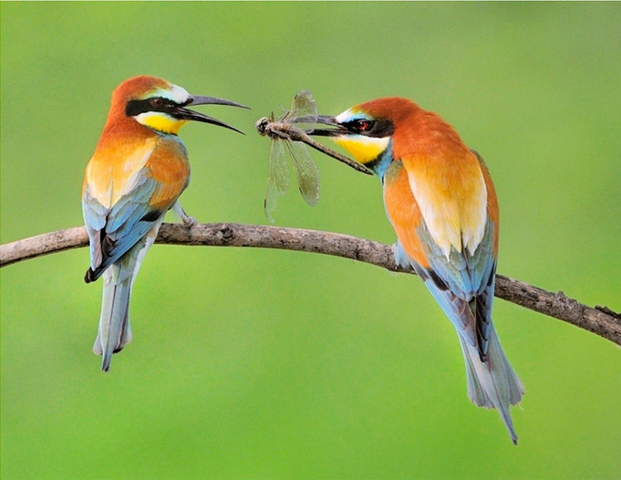 audubonsociety tweet picture