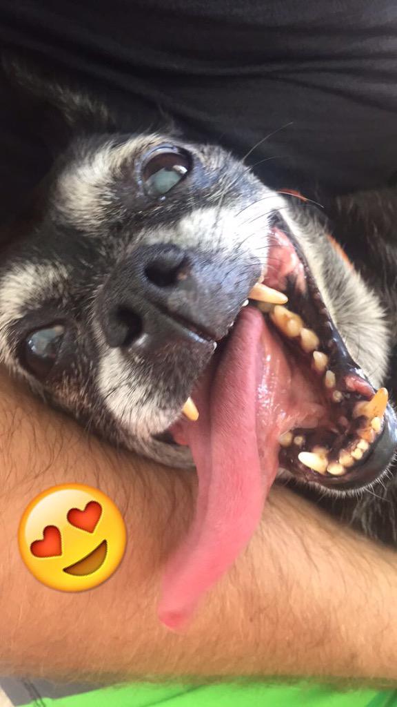 maschaef's tweet photo. Had to go save this old guy named buddy today and found his owner!! @indyrs2 http://t.co/Q2G54jQ5mL