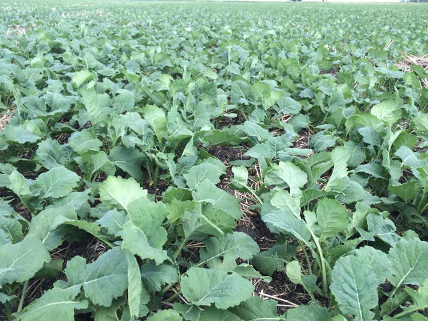 WWFCandWKfan's tweet photo. Hey @CamCanola this #SY4157 is looking great 30 DAP at the Mb #sytlearningcenter #followtheseed #westcdnag http://t.co/FsUfnFmQpP