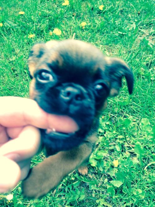 CuddlyCutePets's tweet image. #guust #griffonbrabaconne #9weeks