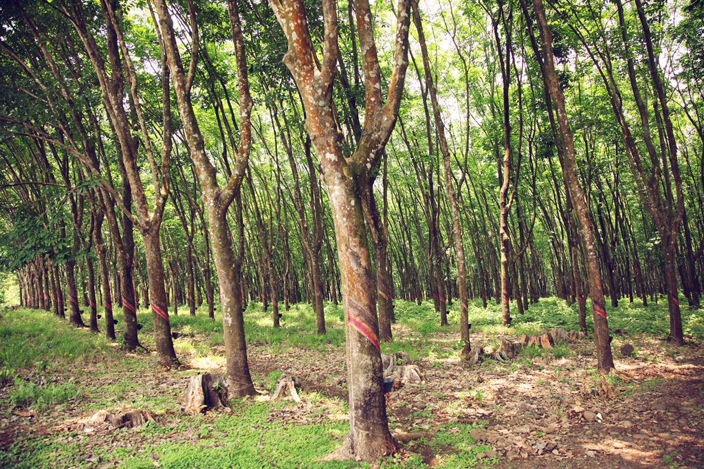 BlastosCrowd's tweet photo. Visit the #farm anytime you want! #blastos #reforestation #trees http://t.co/oo04TJegn4
