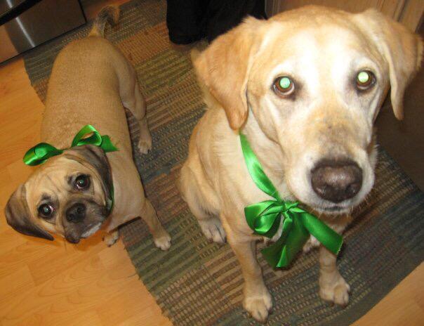 NikeThePuggle's tweet photo. http://t.co/LMURsiI6Ox