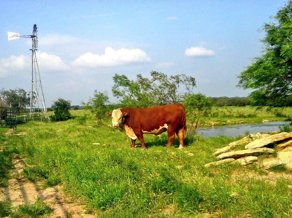 herefords's tweet image. 