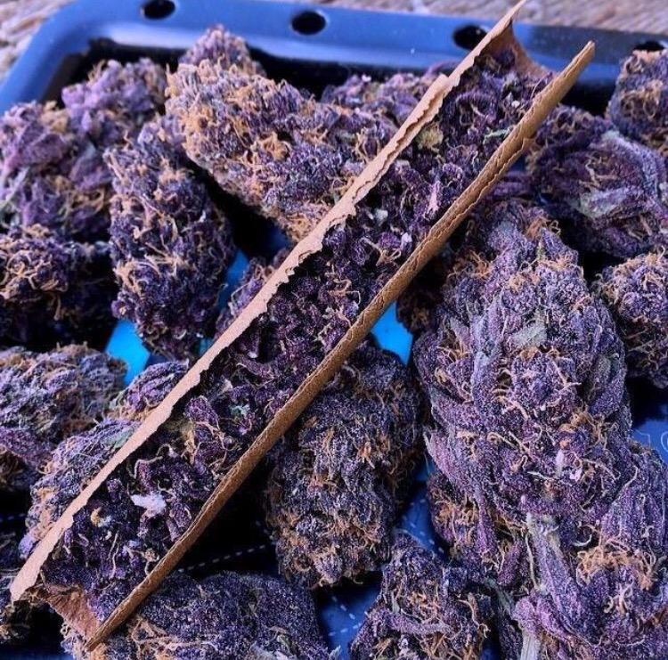 strainsofloud's tweet photo. purple kush. http://t.co/NAPDf3Sw2S