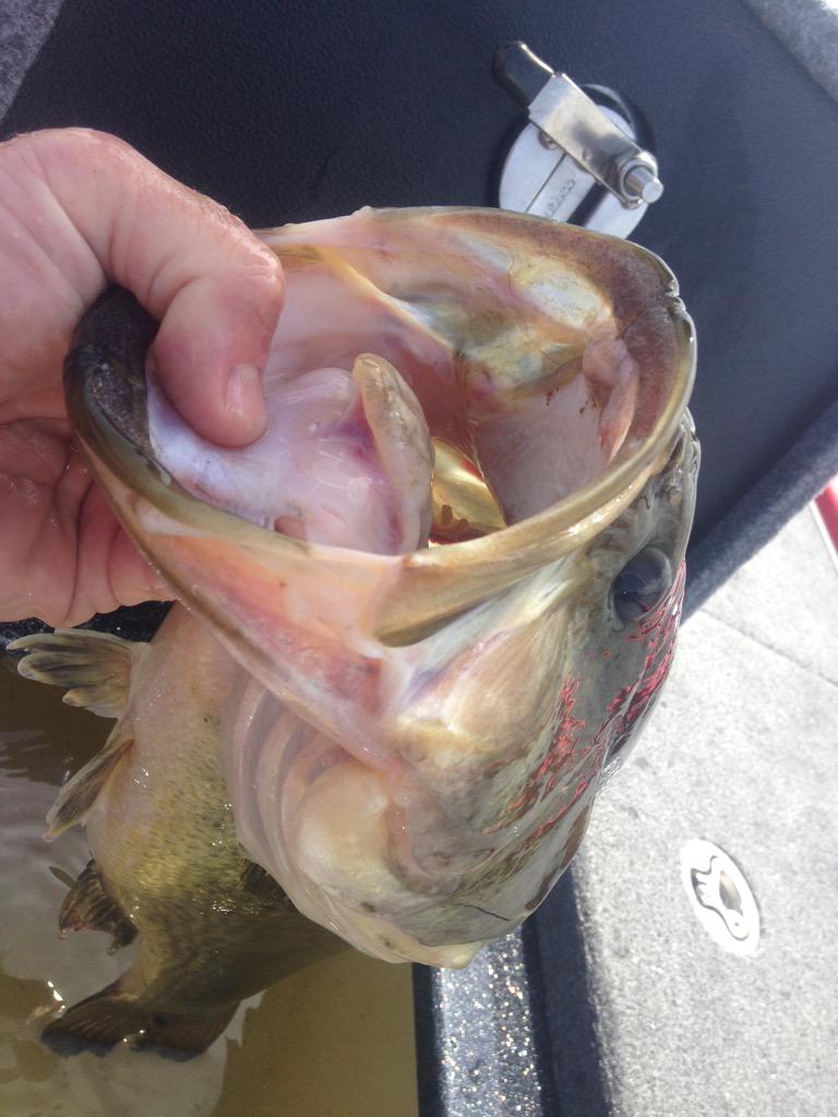 DaveMercer's tweet photo. A #LakeScugog Kong-Panda on the @JACKALL_Inc #CoverCraw http://t.co/jsdP18vYlJ