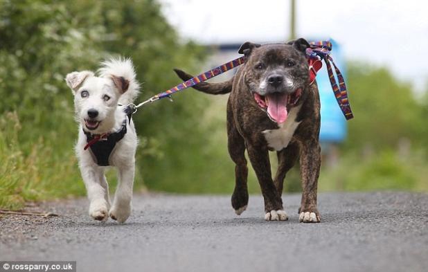 AmyRoseKathryn's tweet image. Abandoned Blind Jack Russell And His Staffy Guide Dog Need Forever Home barkpost.com/blind-dog-guid…