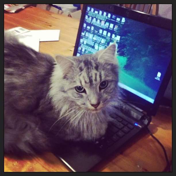 trycatchally's tweet image. Working from home. Cat is upset with my desktop icons. #CatsOfTwitter #codingwithcats