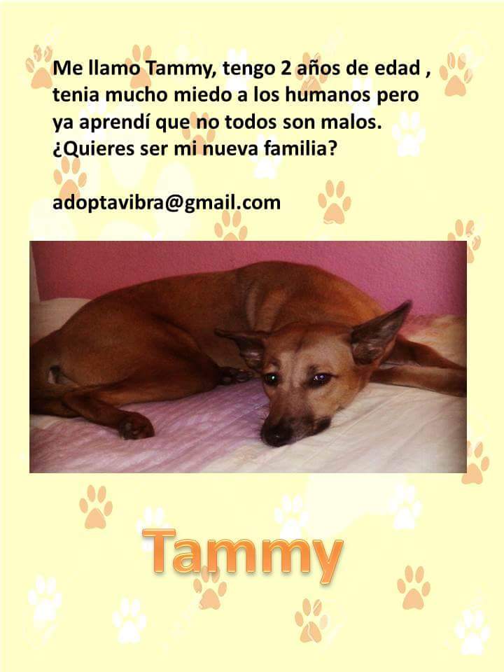 VIBRAmascotas's tweet photo. Tammy adora a los niños :) 
Buscamos a un niño que sea su compañero y amigo para siempre http://t.co/wrsa2mAAIw