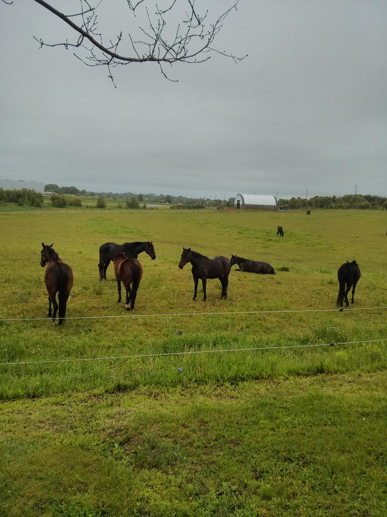 The horses of my neighbourhood.