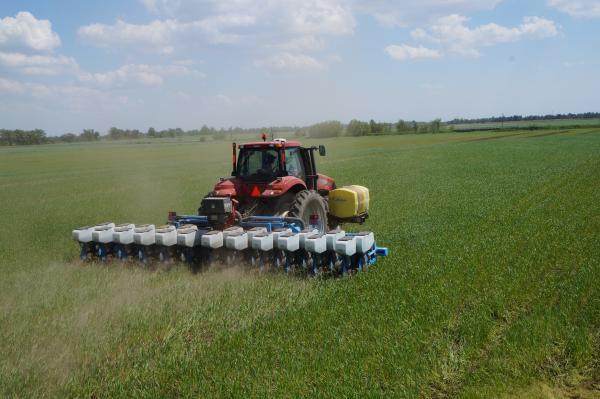 PaulUniverco's tweet photo. Monosem Twin Row into living cover crop http://t.co/FRi24k3Uyq