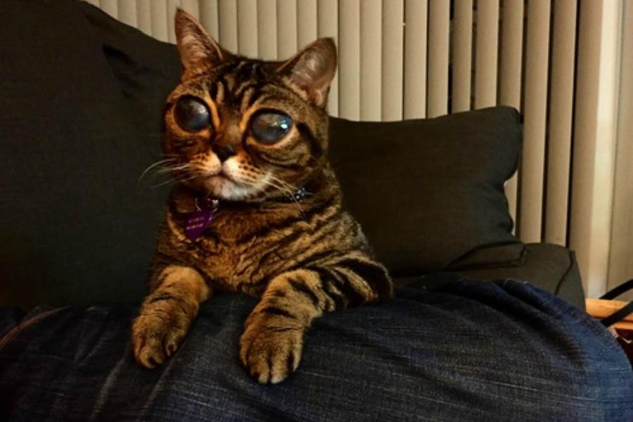 Kulimba_Oficial's tweet image. [Fotos] Matilda, la gata que tiene los ojos como un “alien” frentefantasma.org/oficial/?p=242…