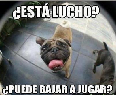 ConzuPe's tweet photo. Finalizando este #LunesMacanudo @GambaRio4 @jpablo_rio4 quiero pases para #FitoPaez http://t.co/ute1S6E4Wb
