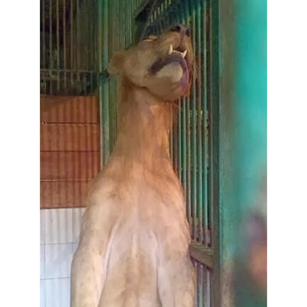 Pagi Bu, cobalah tengok KBS, "Zoo of Death".. Sedih melihat banyak yg meninggal dan kurus kering 😢 @TriRismaharini_