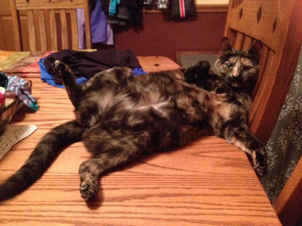 ailene_nash's tweet image. And then this happened... #mscoco#fatcat