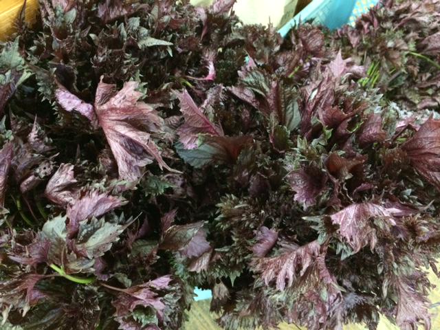 梅干しを仕込んでいる皆様お待たせしました！
 農薬・化学肥料不使用の＂赤しそ＂入荷していますよ～♪
分量の目安は梅1kgに対して、赤しそ1束で少し多いくらいです☆
梅干し以外にもしそジュースなんかもつくってみるのもいいかも！