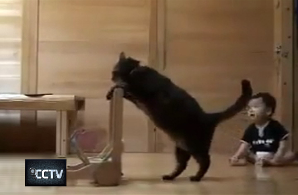 унитаз для кошек. как ходят кошки видео. как ходят кошки видео. смешные испуги котов. как ходят кошки видео.