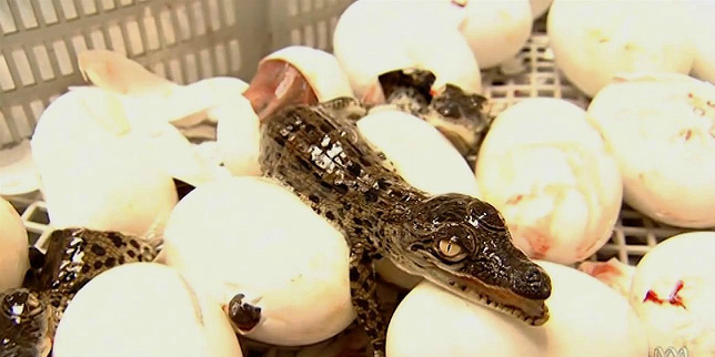 ABCEducationAU's tweet photo. What sort of animals hatch from shells? (Not just birds.) A great video for #Primary kids. http://t.co/oLSTA9vFvP http://t.co/BhrGImPnF1