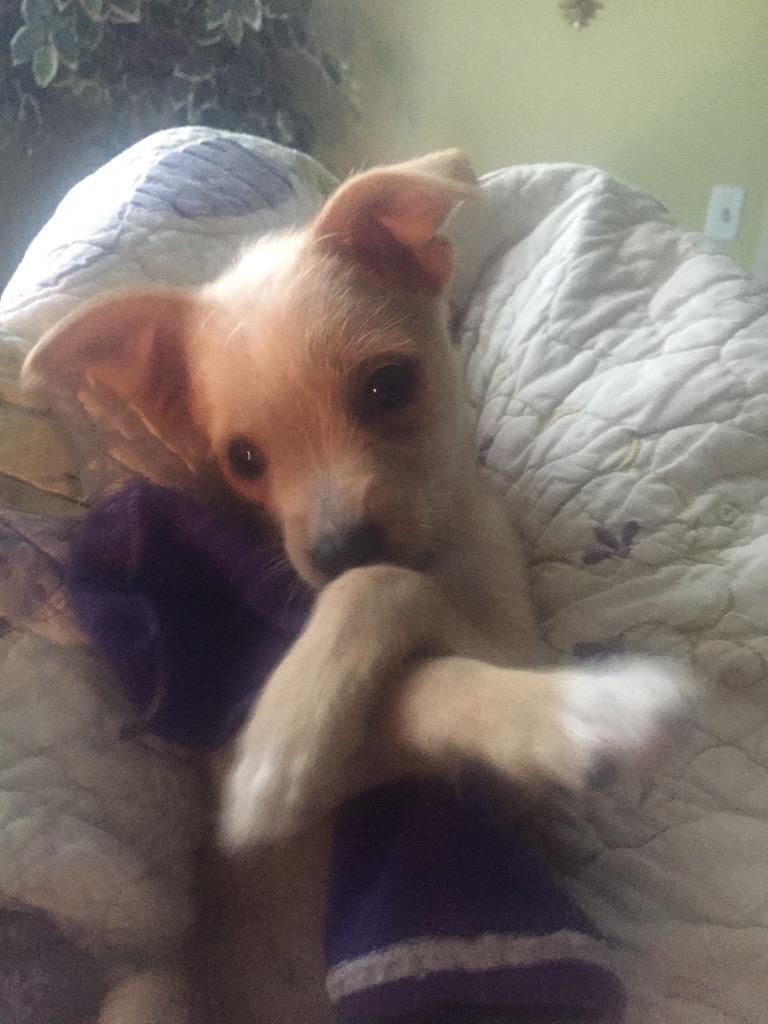 ConstancePeg's tweet photo. You don't like my puppy so you have to go #GoAwayScott http://t.co/Aa3I9kKE0m