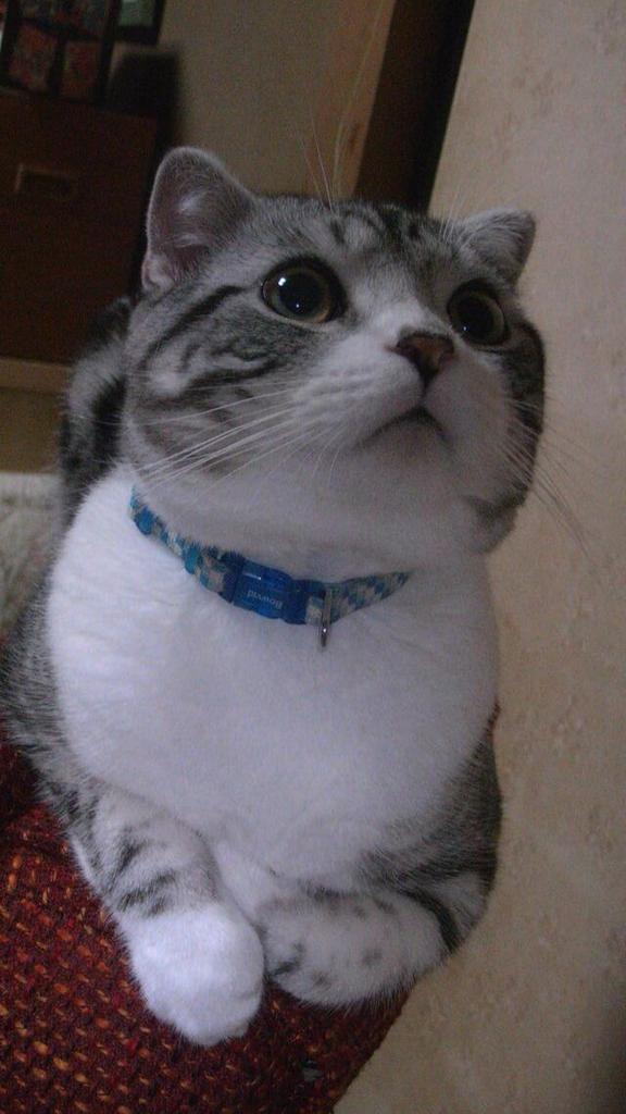 癒しのねこ画像 tweet media