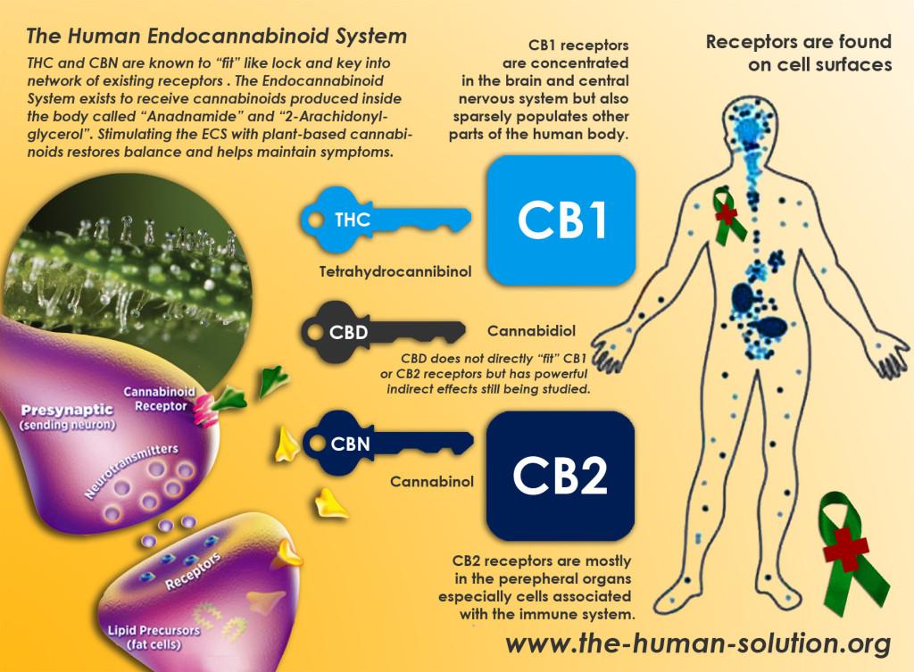 ShayneOnChayne's tweet photo. Why We Are All Inherently Potheads http://t.co/VeLslnOpKl http://t.co/NfRhnh7W7e