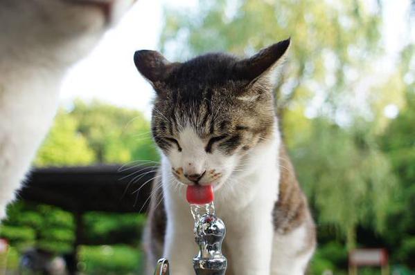 癒しのねこ画像 tweet media