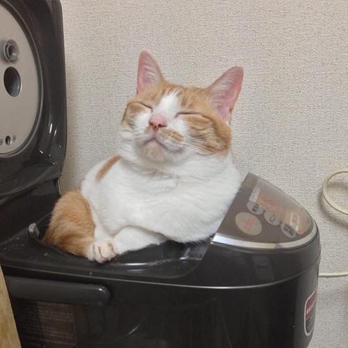 癒しのねこ画像 tweet media