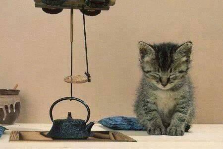 癒しのねこ画像 tweet media