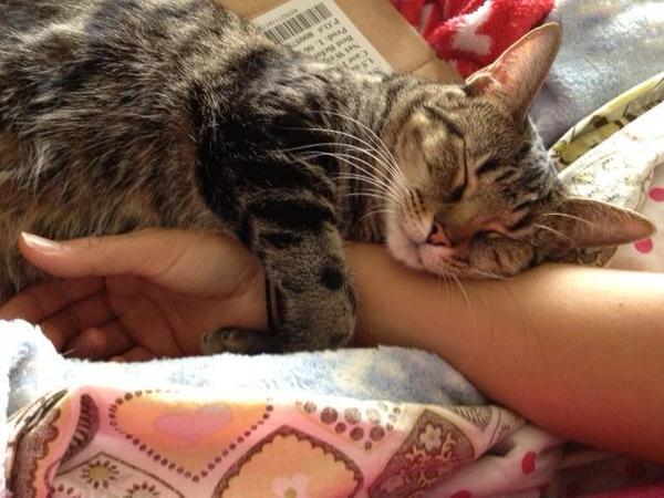 癒しのねこ画像 tweet media