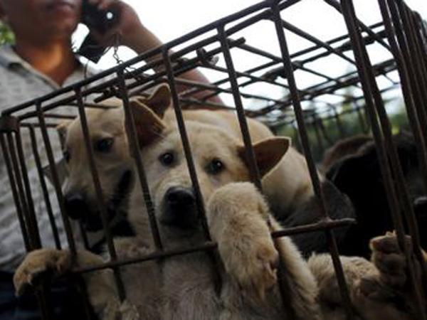 DreamersRadioID's tweet photo. Dikecam Dunia, Festival ‘Pembantaian’ Anjing, Yulin Tetap Digelar http://t.co/Zg4AKmUM3S http://t.co/lqGxONSxGC