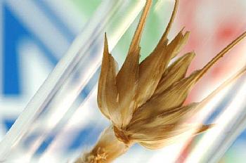 ICL_innovation's tweet photo. Seeking new protein extraction and purification technologies for proteins from natural sources http://t.co/RScG6X2VYy http://t.co/1D9TkMfpOW