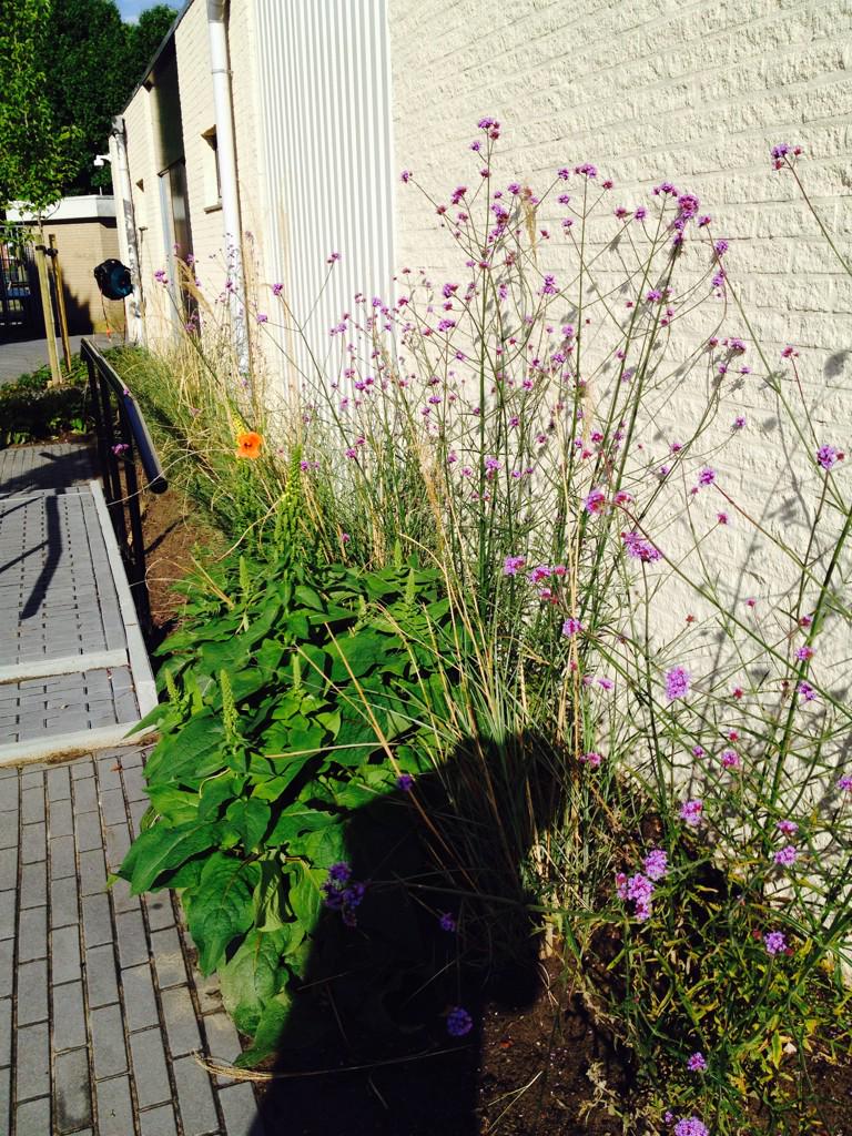 hannyterdoest's tweet image. Tussen buien door genieten van bloeiende bloemen? Loop door #beleeftuin van @deKlupTwente aan berlagelaan 3 #almelo