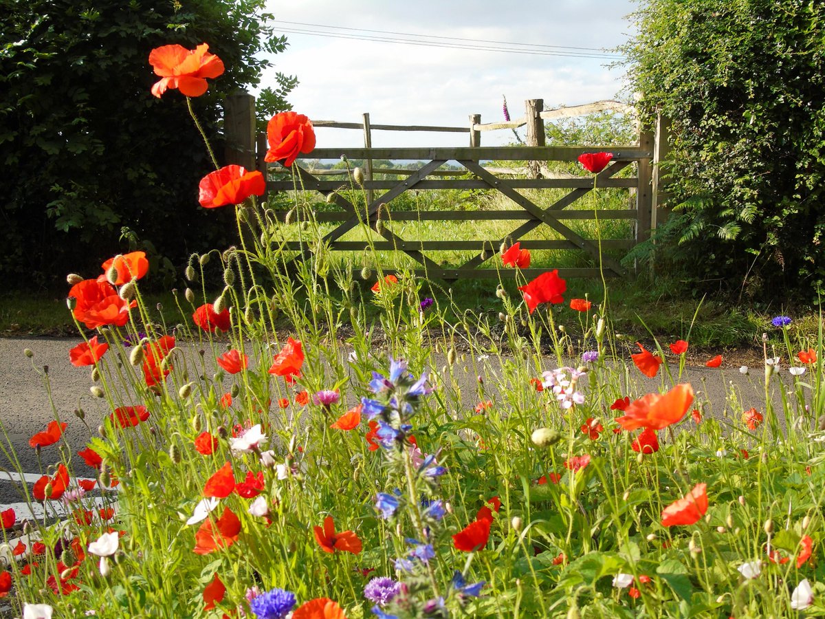 DemeRossLiss's tweet image. Good morning @oxted.
Great work nature. Or #GuerrillaGardening?
#WildFlowers #SpringLane #OldOxted