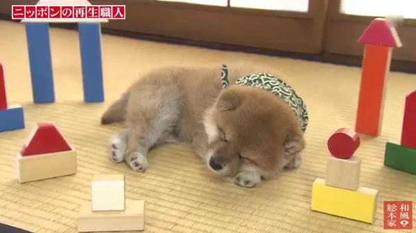 Mamesuke_Neo's tweet photo. 15代目豆助 http://t.co/vc7HZ1XluB