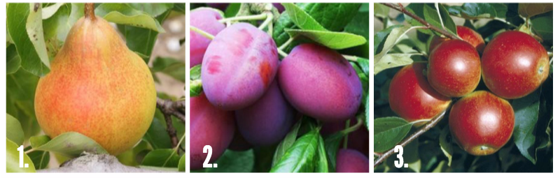Homeleighonline's tweet photo. What would you have in your #dream #garden? A Summer House? Fruit trees? Check out our ideas: http://t.co/vkeFFKZxPu http://t.co/dy9n13tnwp