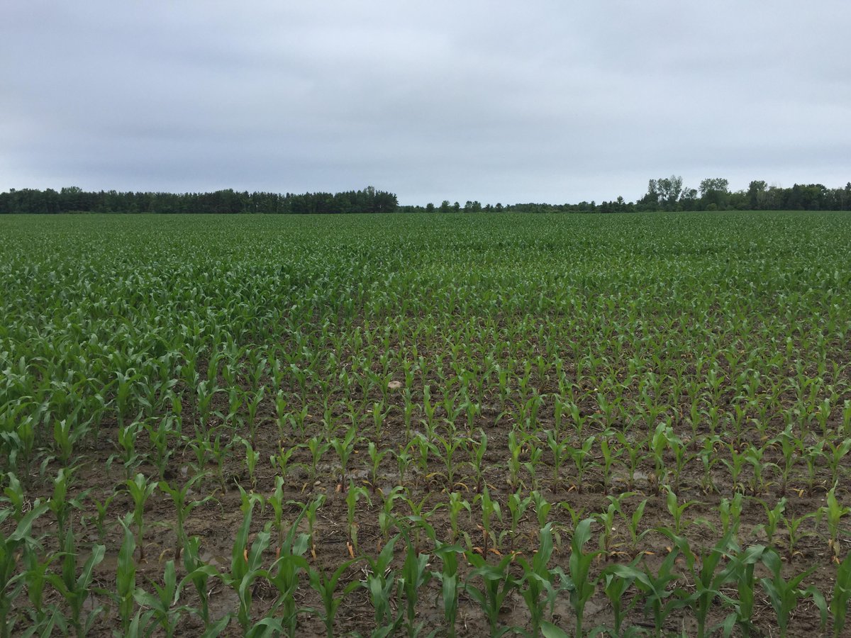 #NDVI imagery finds #corn #planter malfunctions. empireagimagery.com/wp-content/upl…