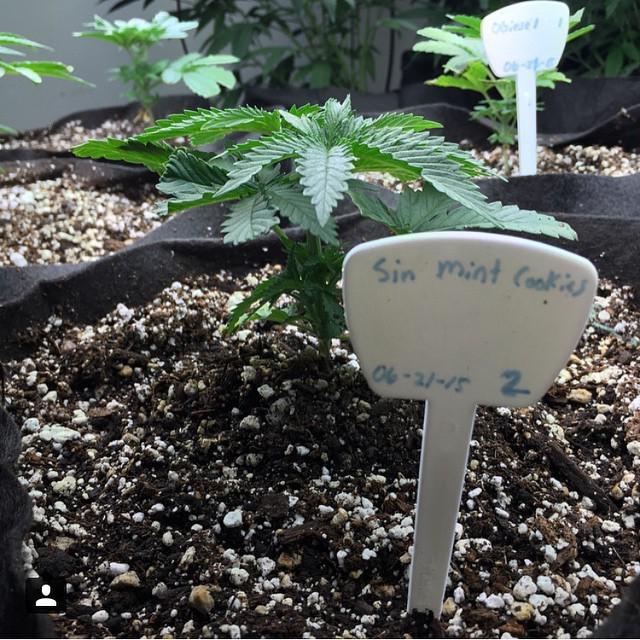 weedpraylove's tweet photo. Baby sin mint(: #dab #dank #dank420 #dankbud #dankonly #weed #weed420 #wakeandbake #weedstagram #bong #bombbud #blu… http://t.co/ZzMMoyRFUx