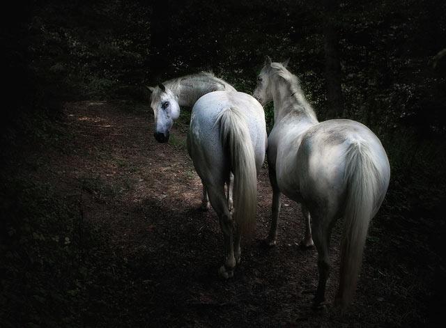 geeHorse's tweet photo. Having trouble keeping your white horse looking white?

http://t.co/fsMgvwE9co

#whitehorse #keepemclean http://t.co/al5O1ue8LP
