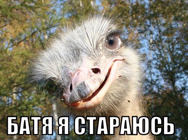 МИД приветствует продление санкций ЕС против России, - заявление - Цензор.НЕТ 2650