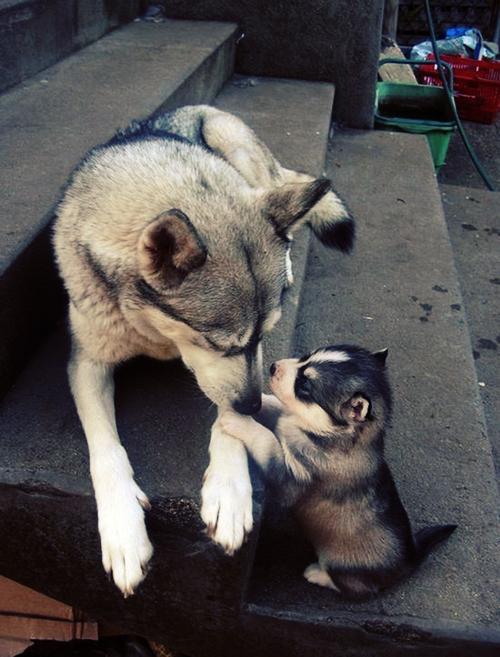 puppypixfiesta's tweet photo. http://t.co/bq0rFsvnXi
