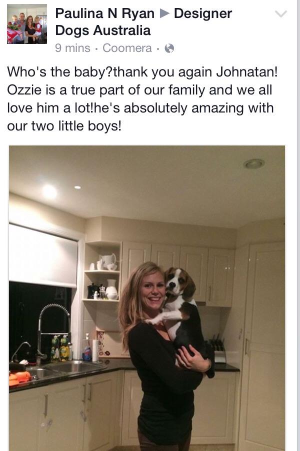 DesignerDogsAU's tweet photo. Wonderful customer feedback from a family in #NSW with their new #Beaglier #puppy #Aussie http://t.co/dXLAdxtf7E http://t.co/zhNRXUOl75