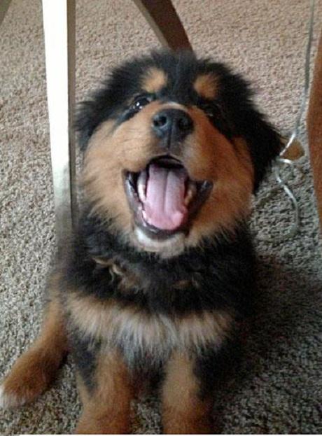 puppypixfiesta's tweet photo. http://t.co/FPiDQADRy7