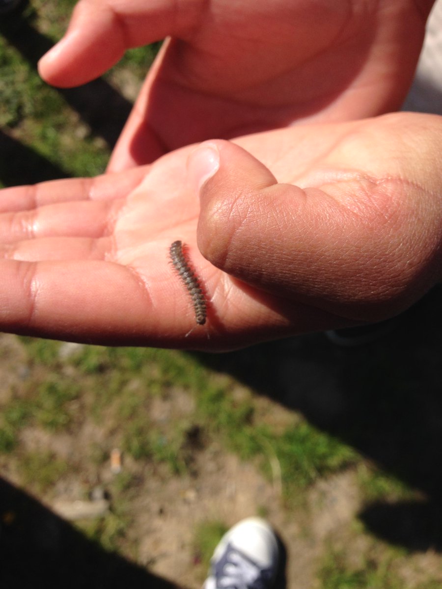 Steves3rdclass's tweet photo. spider's eggs, buzzards and bugs. Beautiful wildlife walk this morning. John from @Fingalcoco stopped to talk to us! http://t.co/t55tYEAdNk