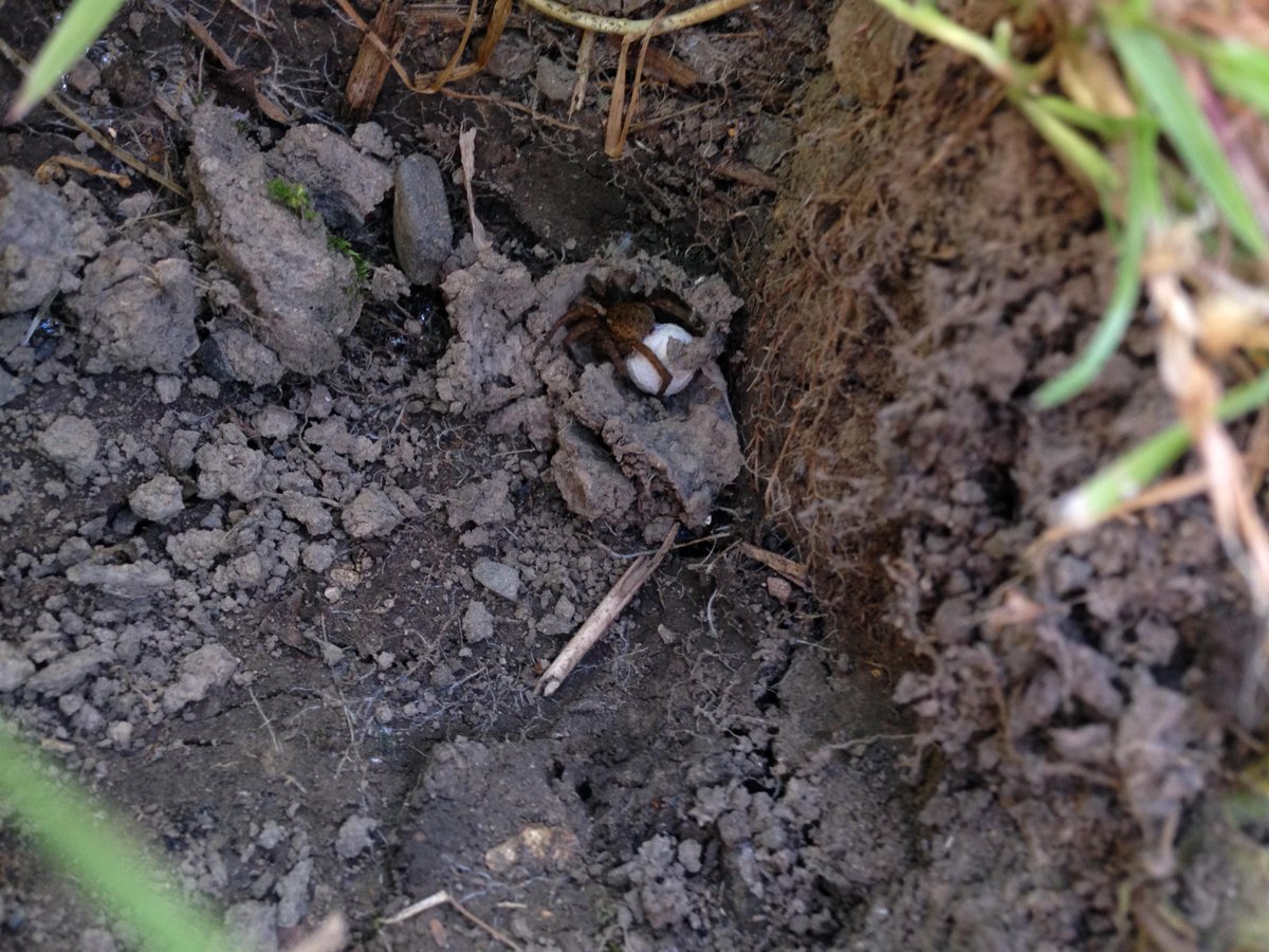 Steves3rdclass's tweet photo. spider's eggs, buzzards and bugs. Beautiful wildlife walk this morning. John from @Fingalcoco stopped to talk to us! http://t.co/t55tYEAdNk